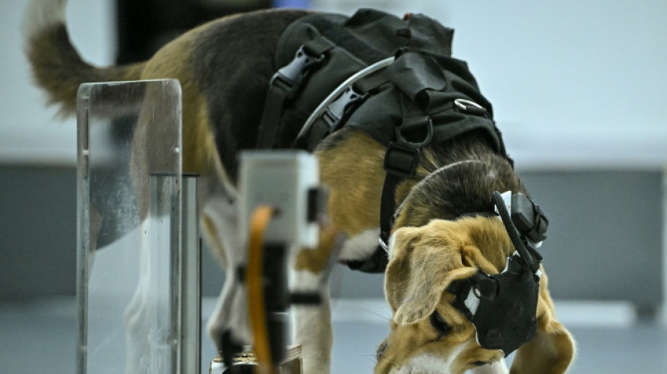 Empresa de IA usa cachorros para detectar o c&acirc;ncer