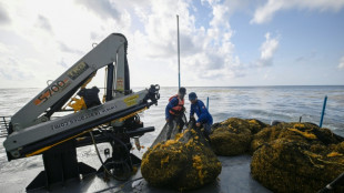 Plages d&eacute;sertes et "odeur insupportable": le Mexique lutte contre les sargasses