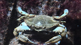 Manovra: da granchio blu a vino, anche micro-norme tra proposte