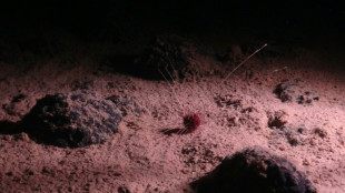 Exploitation minière en eaux profondes: un retour à la normale de la vie marine peut-être "impossible"