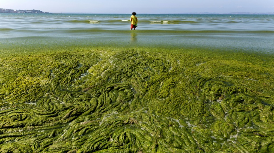 Contraint par la justice, l'&Eacute;tat renforce la lutte contre les algues vertes en Bretagne