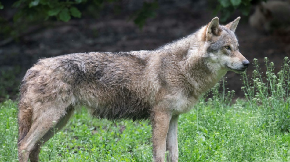 Loups: feu vert de l'Union europ&eacute;enne pour une protection r&eacute;duite