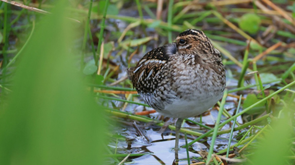 La justice suspend la chasse &agrave; la b&eacute;cassine dans le Doubs et le Jura