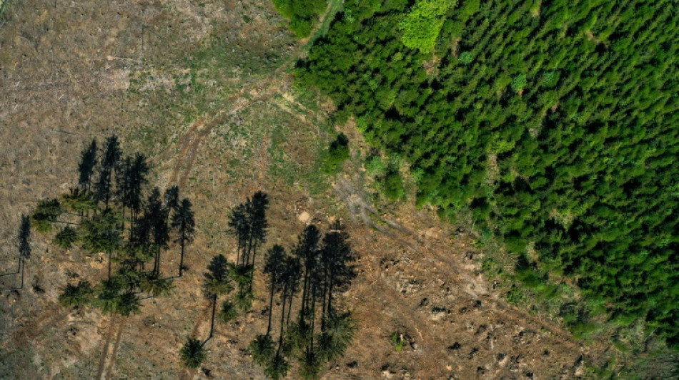 Umweltverband fordert "Waldwende" von Bund und L&auml;ndern 