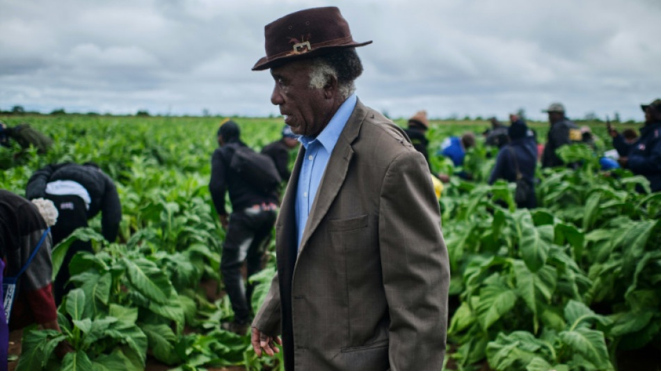 Zimbabwe tobacco hits new highs under smallholder contracts