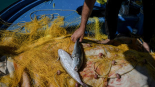 Gr&egrave;ce: le gouvernement offre des primes aux p&ecirc;cheurs capturant des poissons-ballons