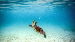 Great Barrier Reef at risk of 'collapse', scientists warn