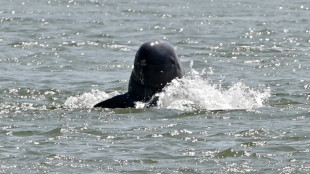 Espoir pour les dauphins dans le M&eacute;kong : leur nombre remonte au dessus de 100