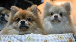 Poop patrols: dogs to face DNA testing in French town