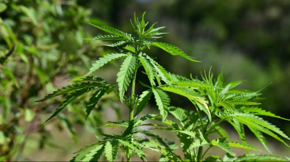&Uuml;ber eine Tonne Marihuana bei Durchsuchungen in Gro&szlig;raum Berlin beschlagnahmt