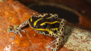 Une nouvelle esp&egrave;ce de grenouille venimeuse d&eacute;couverte en Amazonie p&eacute;ruvienne