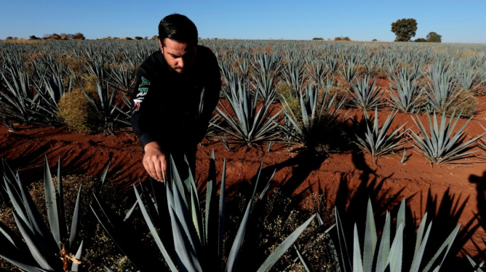 Furor tequilero pone contra la pared a productores de agave mexicanos
