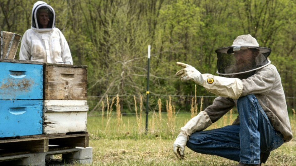 As bee population collapses, US apiarists fear research cuts