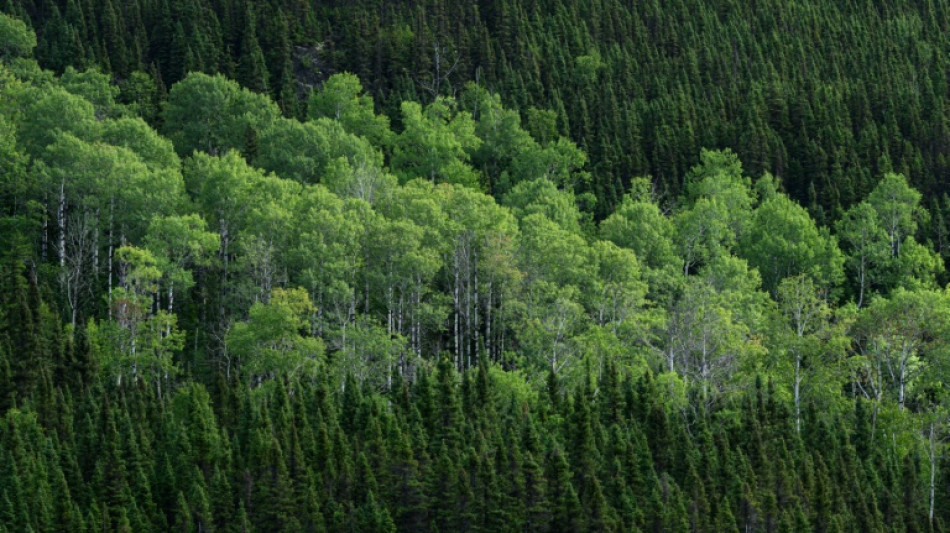 Anpassungsf&auml;hige Pionierpflanze: Zitterpappel ist Baum des Jahres 2026