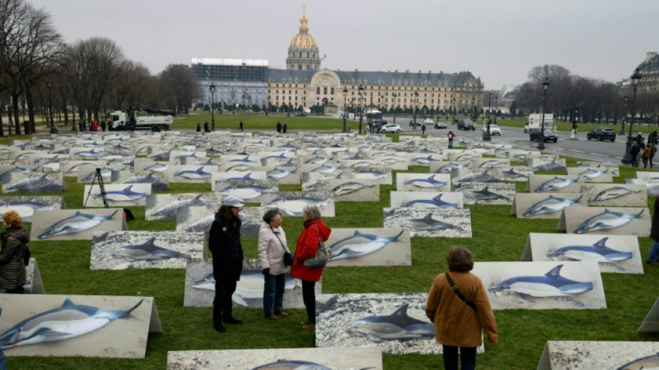 Autour des dauphins &eacute;chou&eacute;s, des chiffres jug&eacute;s trop flottants