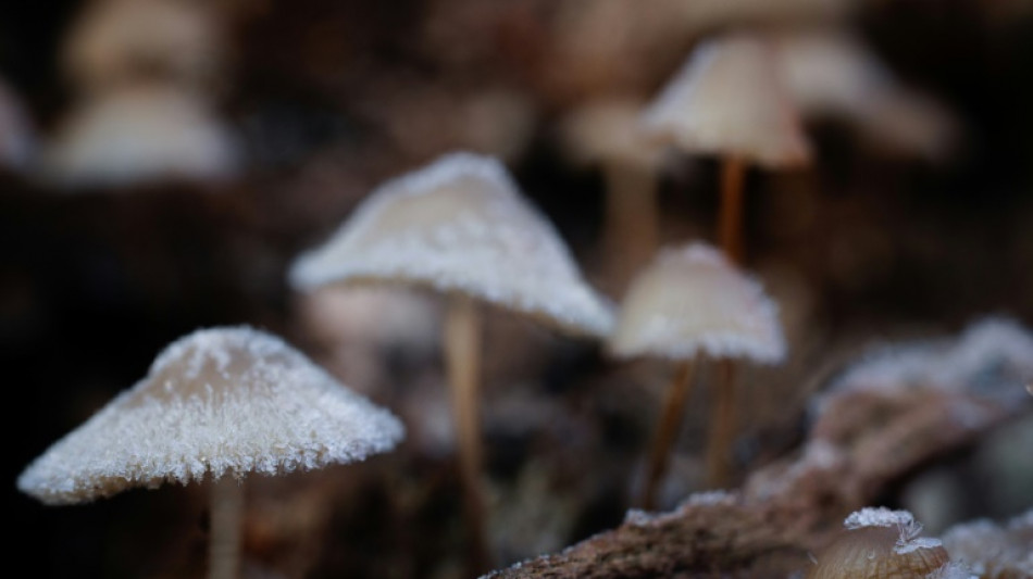 Zoll ermittelt in Baden-W&uuml;rttemberg wegen gro&szlig;er Mengen gesammelter Pilze