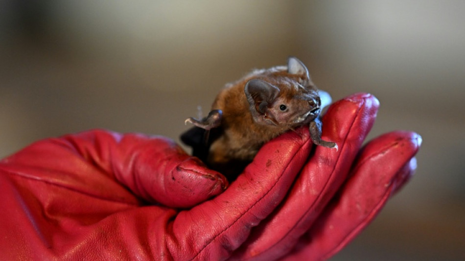 Fledermaus an D&uuml;sseldorfer Flughafen "notgelandet" - Zoll rettet gesch&uuml;tztes Tier
