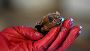 Fledermaus an D&uuml;sseldorfer Flughafen "notgelandet" - Zoll rettet gesch&uuml;tztes Tier