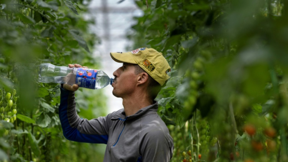 Dans les serres de tomates, ouvriers et bourdons &agrave; l'&eacute;preuve de la canicule