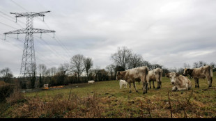 Lignes à haute tension: un éleveur indemnisé par RTE pour ses vaches malades