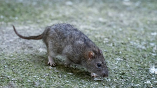 Hessen: Gericht verpflichtet Grundst&uuml;cksbesitzerin zu Bek&auml;mpfung von Rattenplage