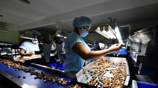 La castaña o nuez amazónica, otra víctima de la deforestación en Bolivia