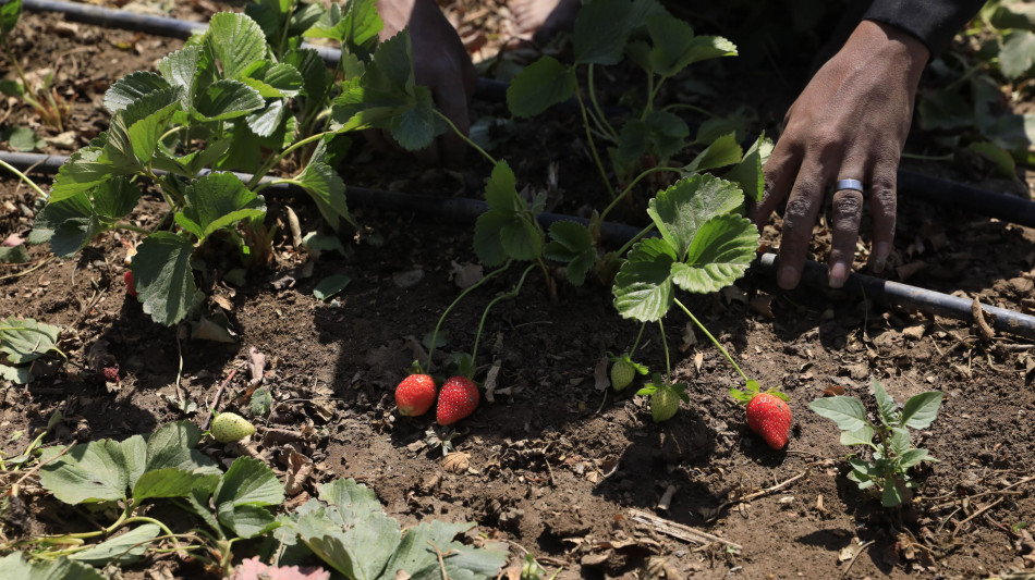 Onu, fame in calo nel 2025, ma l'Africa resta l'area pi&ugrave; colpita'