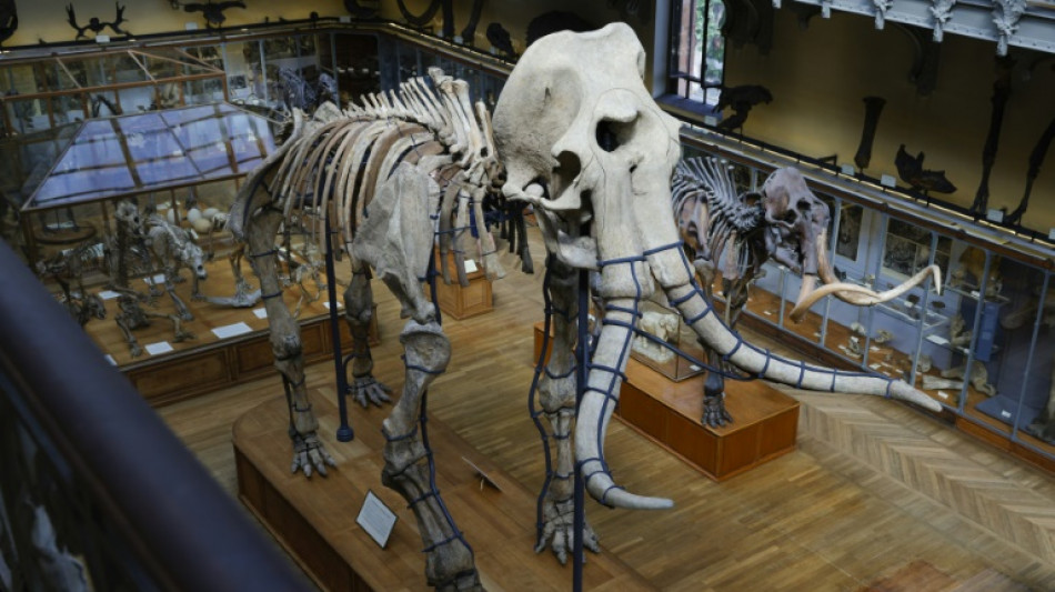 Le squelette du mammouth de Durfort s'est refait une beaut&eacute; 