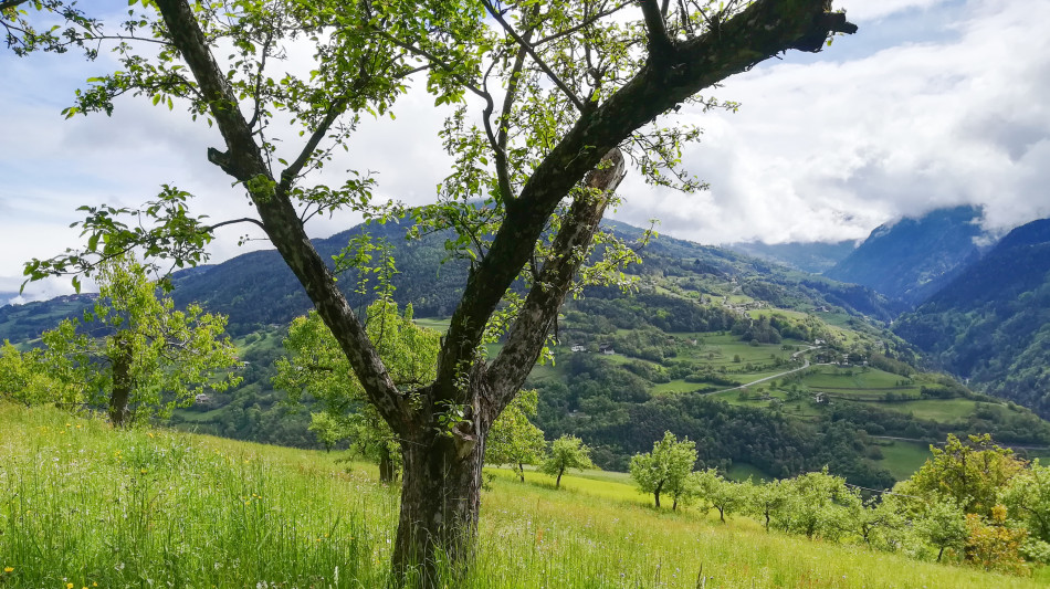 Biodiversit&agrave; elevata in Alto Adige, ma la pressione cresce