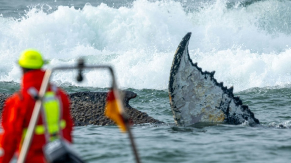 L'&eacute;tat de la baleine &eacute;chou&eacute;e sur la c&ocirc;te allemande se d&eacute;t&eacute;riore