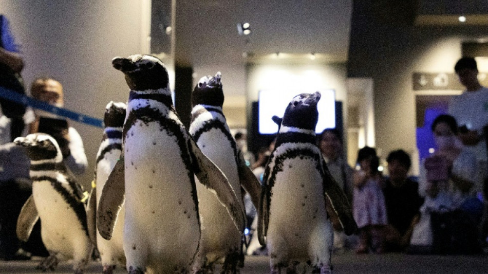 Los pingüinos, mascotas de los opositores a la guerra comercial de Trump