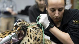 Artificial insemination raises hopes for world's rarest big cat