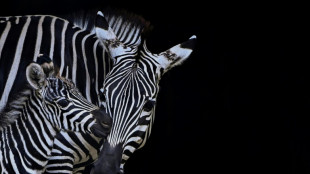 Polizei f&auml;ngt freilaufendes Zebra in Hessen ein