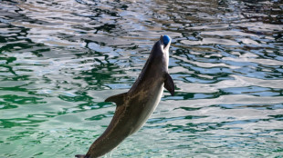 Une structure d'accueil pour dauphins au zoo de Beauval, le sort des c&eacute;tac&eacute;s du Marineland en suspens