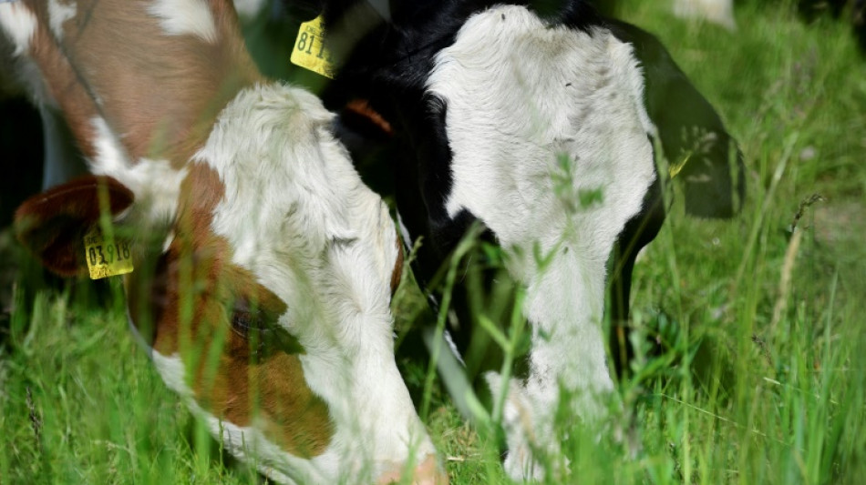 Urteil: Landwirt aus Borken muss Rindern zumindest im Sommer Auslauf gew&auml;hren