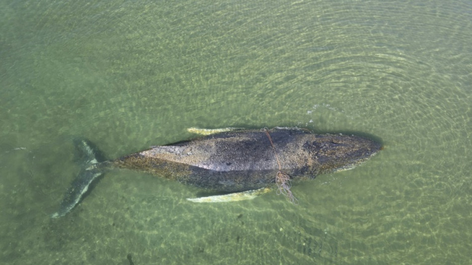 Wal in der Ostsee: Tier in Wismarer Bucht gesichtet