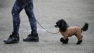 Tiersch&uuml;tzer raten zu Hundem&auml;nteln: Oftmals mehr als "modisches Accessoire"