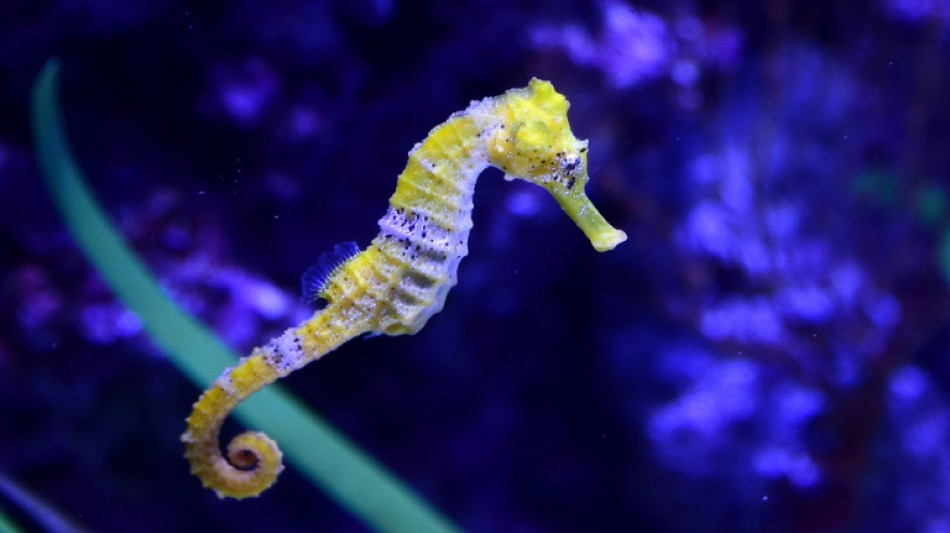 M&auml;nnliche Schwangerschaft bei Seepferdchen l&auml;uft ohne weibliche Hormone ab