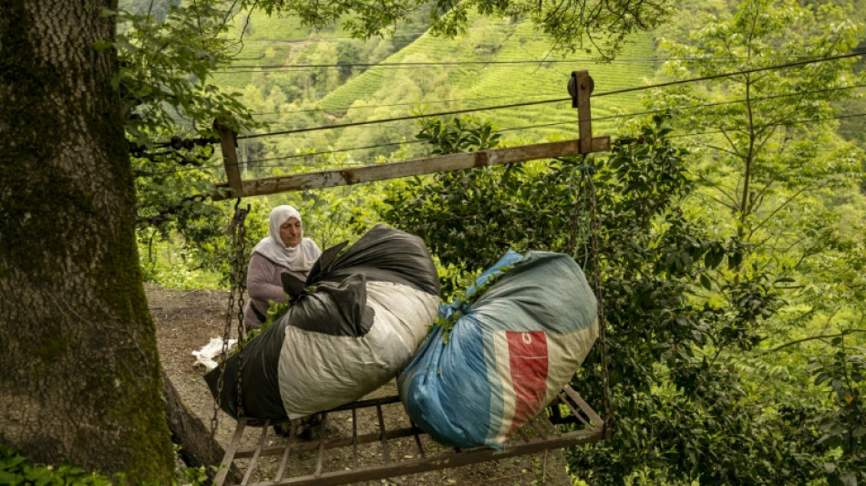 Dans les montagnes &agrave; th&eacute; de Turquie, les t&eacute;l&eacute;ph&eacute;riques de la peur