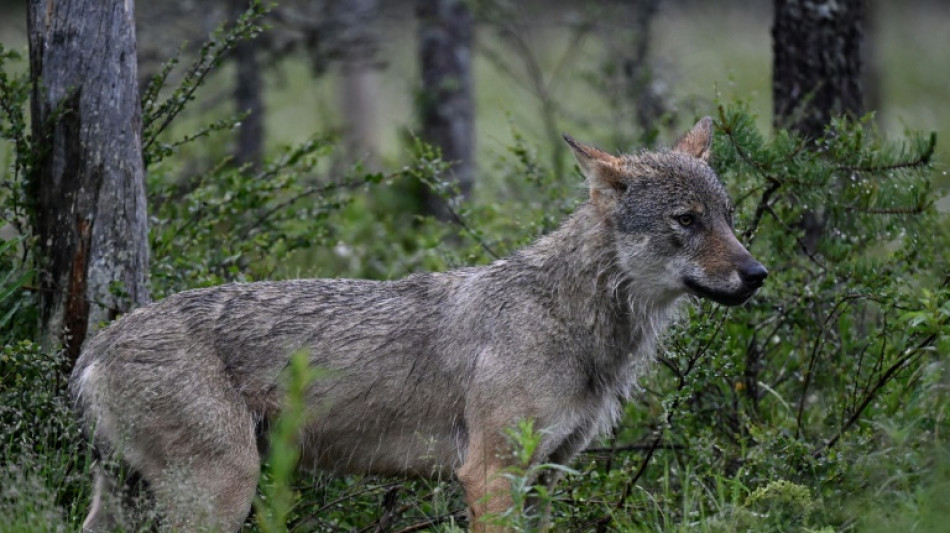 L'Europe donne un coup de griffe &agrave; la protection du loup