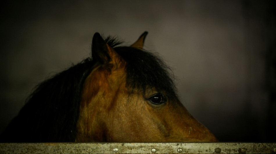 Les chevaux sentent l'odeur de la peur chez les humains