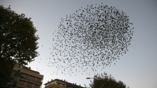 Esp&egrave;ces invasives, une menace sous-estim&eacute;e au c&oelig;ur d'un rapport in&eacute;dit