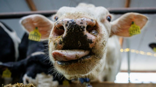 Unbekannter vergiftet Futter und Wasser von Rinderherde in Sachsen mit Heiz&ouml;l