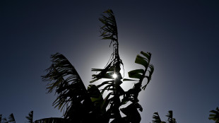 Trovata proteina che protegge piante da alta esposizione a luce