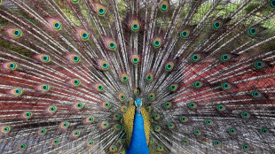 Pfau in Baden-W&uuml;rttemberg offenbar mit Armbrust totgeschossen