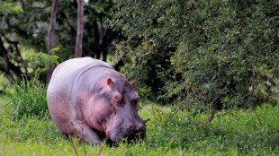 Muore in Colombia un baby ippopotamo della colonia di Escobar