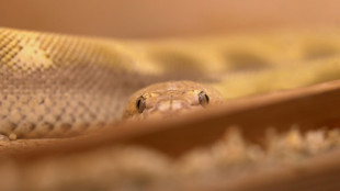 Riesenschlange tot neben Altkleidercontainer in Nordrhein-Westfalen entdeckt