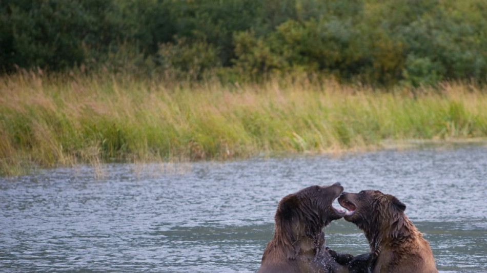 Ursa Major: Voting starts in Fat Bear Week