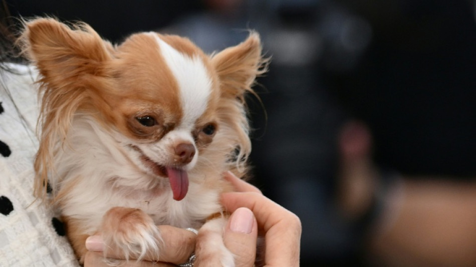 Besitzer von Chihuahua muss f&uuml;r Verletzungen von schwangerer Frau durch Sturz haften
