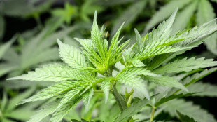 Bundesgerichtshof pr&uuml;ft Strafbarkeit von Handel mit CBD-Hanfprodukten